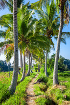 palm trees and path in Bali 