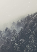 aerial view over a foggy winter forest 