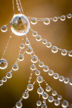 dew drops on a spider web