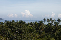 tropical jungle on an island shore 