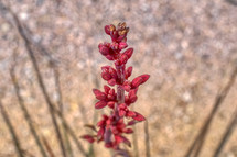 red yucca flower 