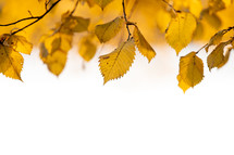 yellow leaves 
