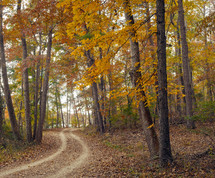 dirt road through a forest in the fall 