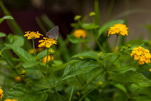 Butterfly on green vegetation and yellow flowers