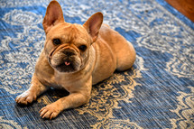 French bulldog with tongue out 
