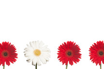 row of red and white gerber daisies 