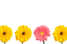 yellow and pink gerber daisies in a row
