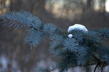 pine needles with snow