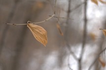 A dead leaf on a twig 