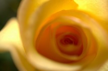 yellow rose closeup 