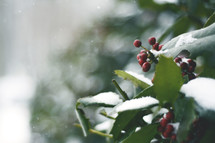 snow on holly berries 