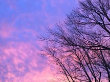 winter trees and purple and pink sky at sunset 