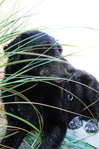 Dog laying on sand near seagrass.