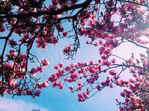 pink spring blossoms and blue sky