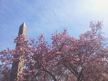 Washington Monument and pink spring blossoms 