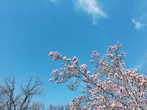 pink spring blossoms against a blue sky 