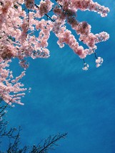 pink spring blossoms and blue sky 