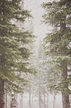 mountain trees in a snow fall