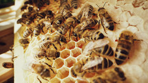 Bees swarming on honeycomb, macro. Insects working, wooden beehive, collecting nectar from flower pollen, create sweet honey. Concept of apiculture, collective work. High quality 