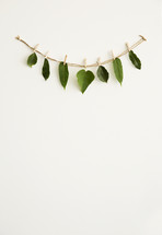 green leaves hanging on a string 