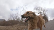 Cute brown dog run in spring country nature Slow motion close up