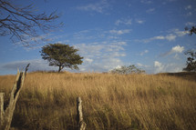 A tree on the horizon line surrounded by high, golden-colored grass in Costa Rica