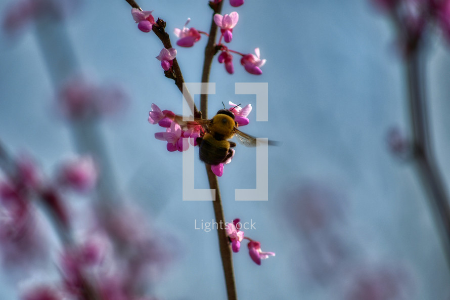 bee pollinating flowers 