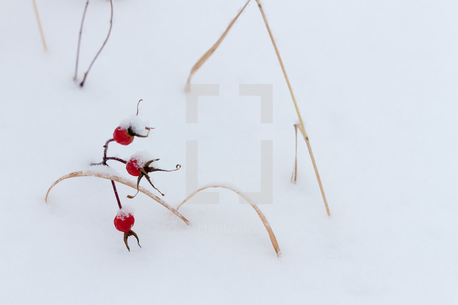 red berries in the snow 