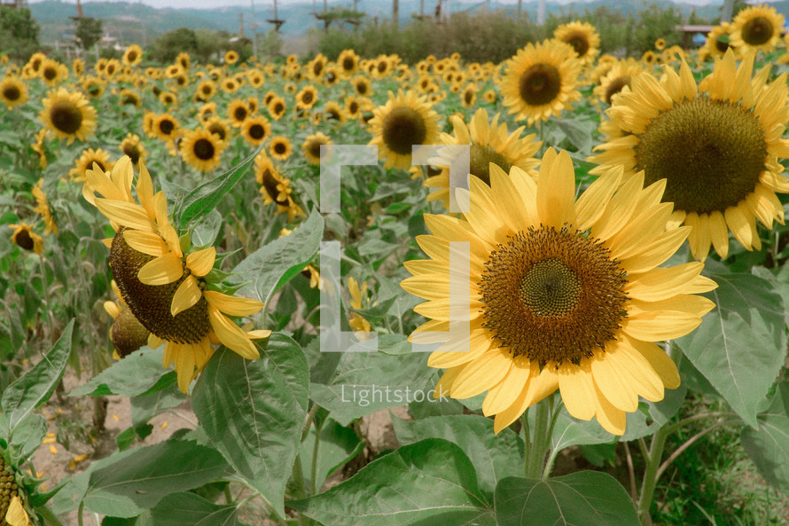 sunflowers in a field 