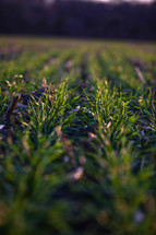 rows in a farmers field