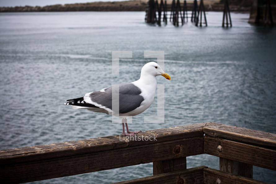 Seagull perched on wooden railing of deck overlooking water.