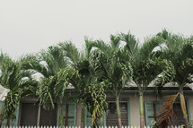 palm trees in front of a home in the Bahamas 