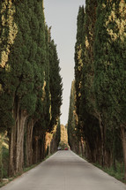 tree lined driveway in Italy