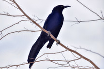 blackbird on a bare tree branch 