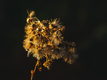 dried brown flowers in warm sunlight 