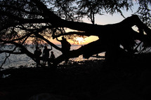 silhouettes in a tree on a beach 