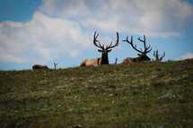 elk on a mountaintop 