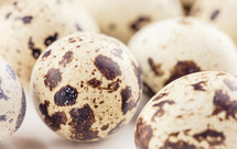 speckled bird eggs in a nest 