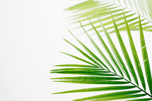 Macro shot of palm branches on a white backdrop.