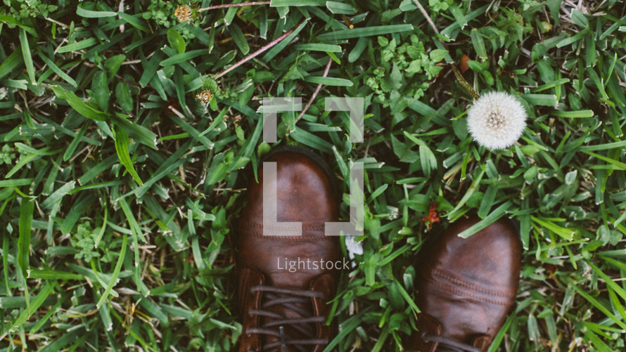 shoes standing in green grass and a dandelion