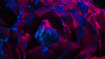 Pink roses flowering, petals on big bud. Dew drops, floral carpet surface texture - flowers blossom backdrop. Macro blooming nature view. Neon colorful light. Wedding, Valentine's Day concept.