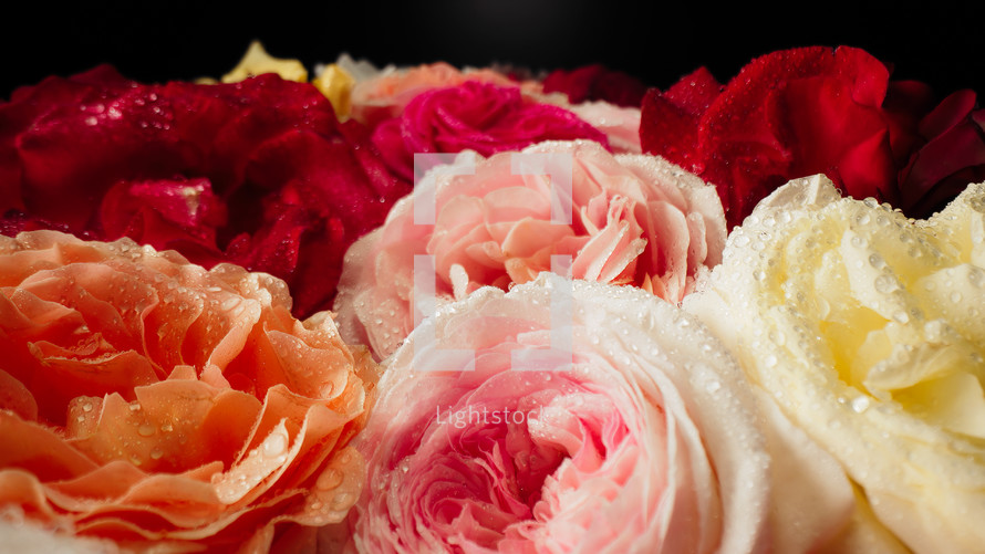 Macro view of colorful roses with dew drops, amazing rose. Floral, aroma background. Summer carpet surface texture - flowers blossom backdrop. Blooming nature view. Wedding, Valentine's Day concept