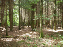 Trees in a forest or a wood