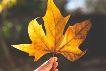 person holding up a fall leaf 