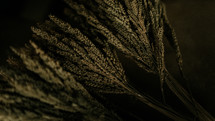 wheat on a dark background 