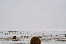 hay bales in snow 