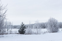 winter scene 