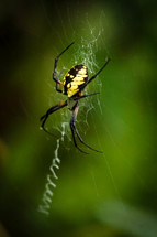 a spider on a web 