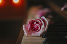 pink rose and rose petals on an old piano 