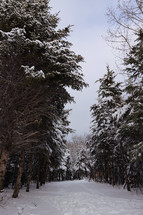 snow on evergreen trees in a forest 